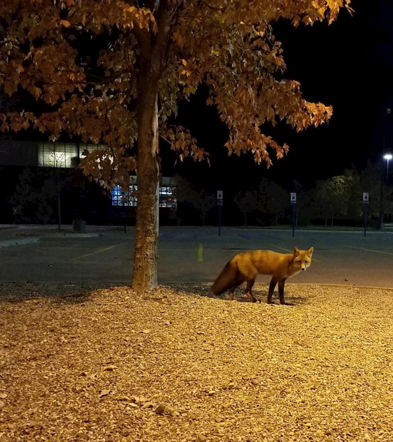 5. Lisica na koju je netko naišao nasred kampusa