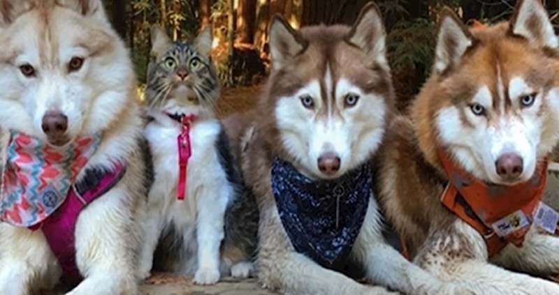 VIDEO Ova mačka sa stavom postala je vođa čopora haskija