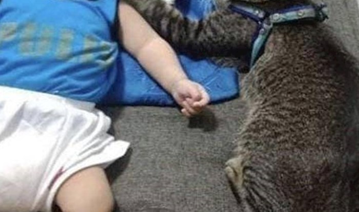 Ova maca je najbolja dadilja na svijetu, pogledajte kako se brine o maloj bebi