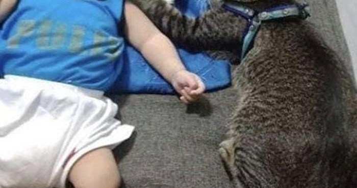 Ova maca je najbolja dadilja na svijetu, pogledajte kako se brine o maloj bebi