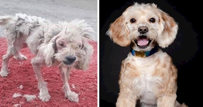 28 spašenih pasa lutalica koji su doživjeli potpunu transformaciju