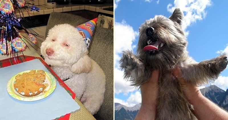 16 kućnih ljubimaca koji vode najsretniji život koji možete zamisliti