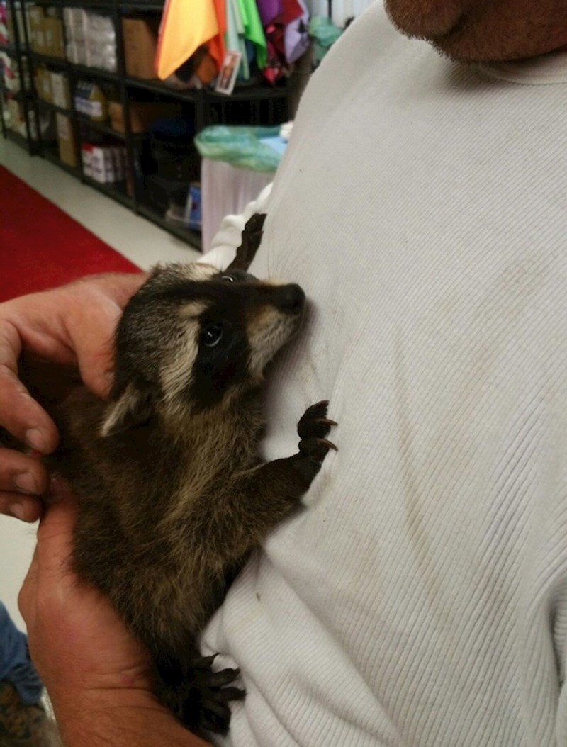 11. "Išli smo do dućana i spasili rakuna."