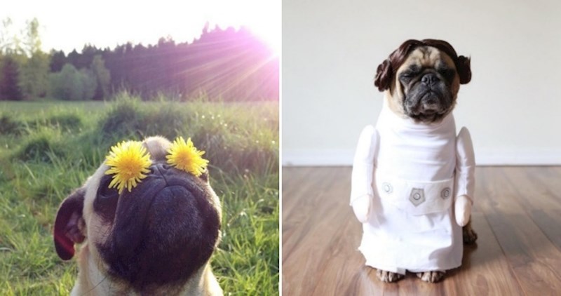 Genijalni portreti preslatkog mopsa koji vodi najbolji mogući život