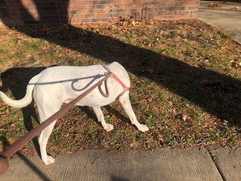 17. Šetnja s bezglavim psom.