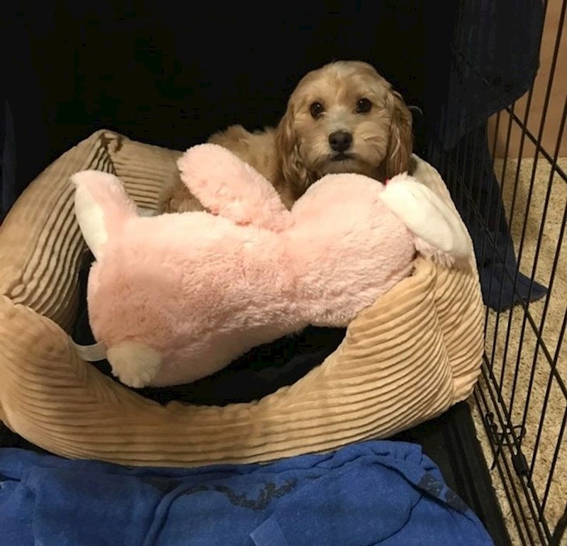 13. "Sam je izabrao ovu igračkicu u pet shopu, donio ju do auta i kad smo došli kući odmah u svoj box."🥰