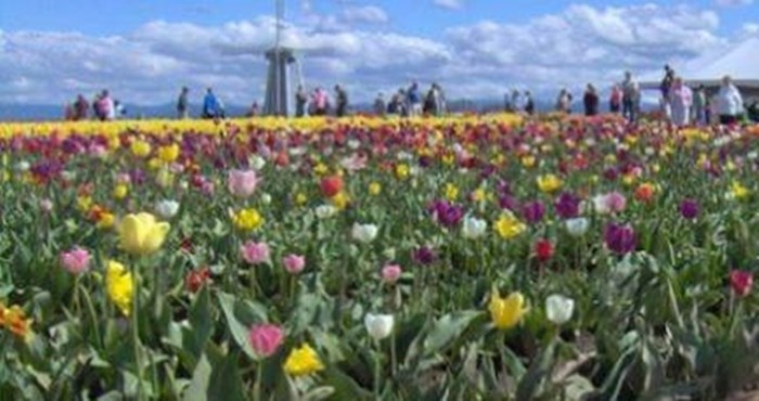 Klincu je bilo dosadno razgledavati tulipane, pa se odlučio zabaviti nečim odvratnim