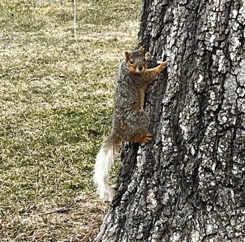 8. Vjeverica s bijelim repom