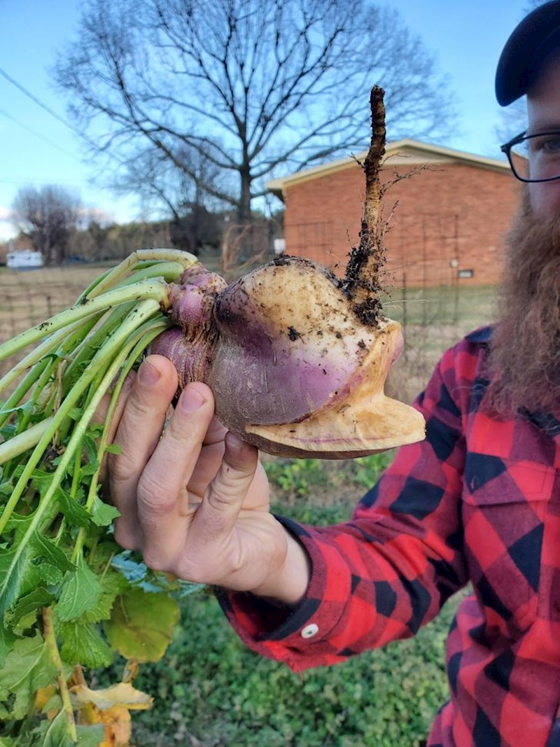 19. Korijen izgleda kao riba