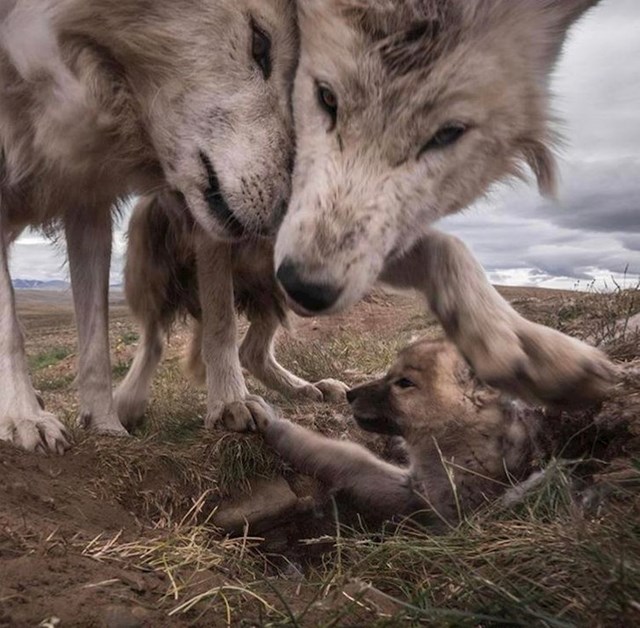 Obitelj vukova.
