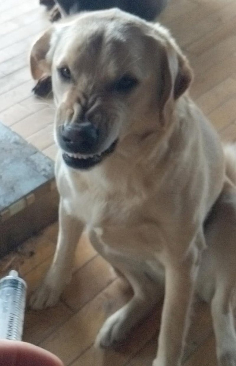 "Jednom je polizao medicinsku špricu. Od tada svaki put kad ju vidi napravi ovu facu."