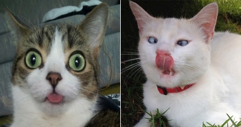 Mačke su obično fotogenične, ali to se definitivno ne odnosi na ove ovdje