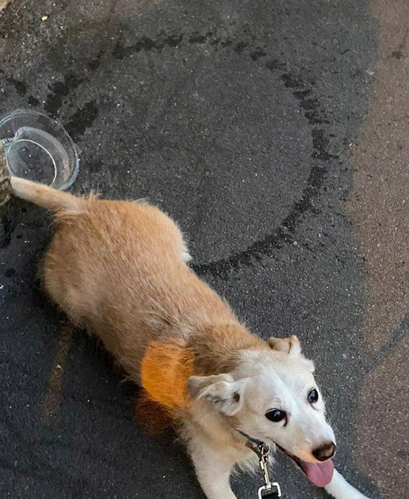 14. Peso je umočio rep u vodu, mahnuo njime i nacrtao savršeni krug