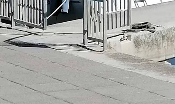 U Dalmaciji čak i pse hvata fjaka, morate vidjeti kako se ovaj izvalio nasred rive
