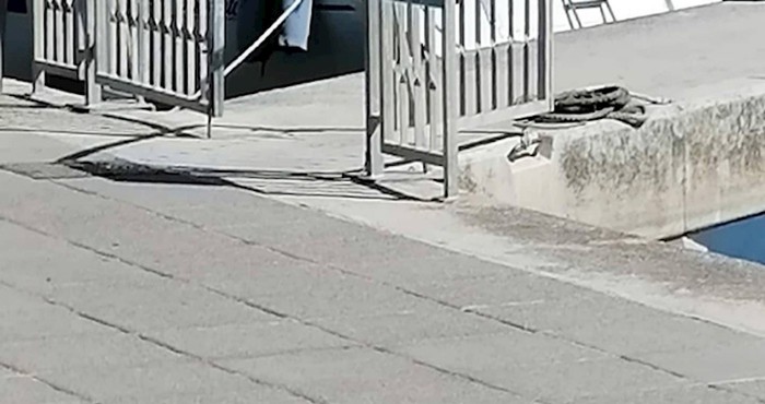 U Dalmaciji čak i pse hvata fjaka, morate vidjeti kako se ovaj izvalio nasred rive