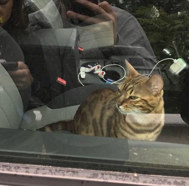 12. Išli su na izlet. Mačka je iskoristila priliku čim su izašli iz auta i - zaključala se! Ključ im je, naravno, ostao unutra...