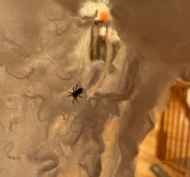 2. "Lažna paukova mreža koju sam kupio za Noć vještica toliko je dugo stajala u podrumu da se u nju uselio pravi pauk."