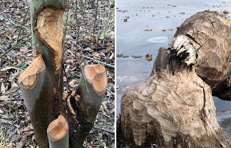 14. Stabla koja su uništili dabrovi