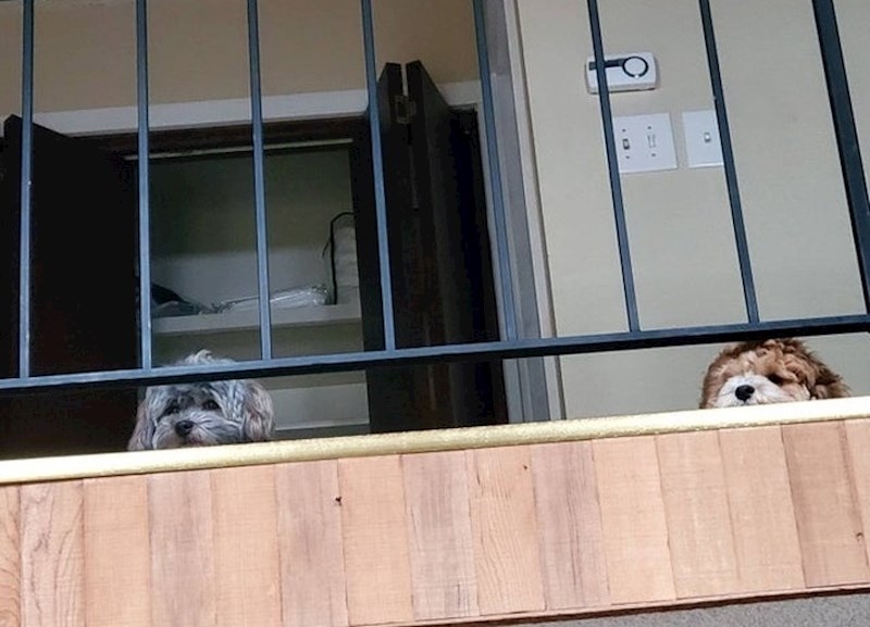 "Jednom sam im odnijela hranu na kat i od tad odbijaju jesti u prizemlju."