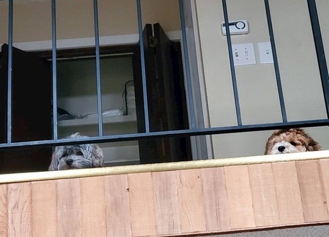 "Jednom sam im odnijela hranu na kat i od tad odbijaju jesti u prizemlju."
