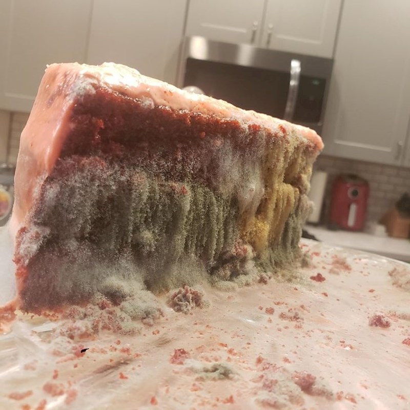 11. Zaboravljeni komad torte