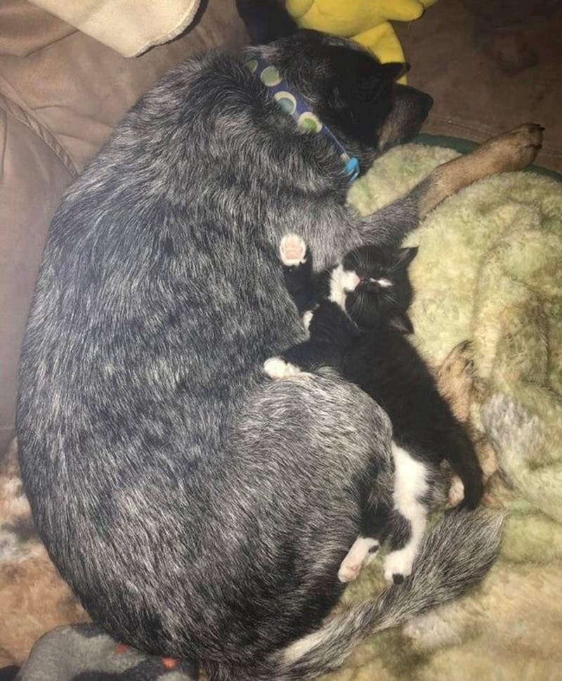 Najbolji prijatelji.