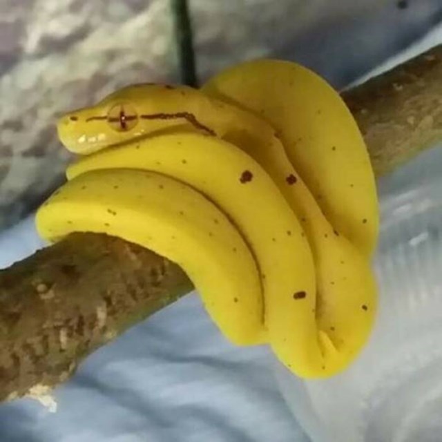 8. Banane