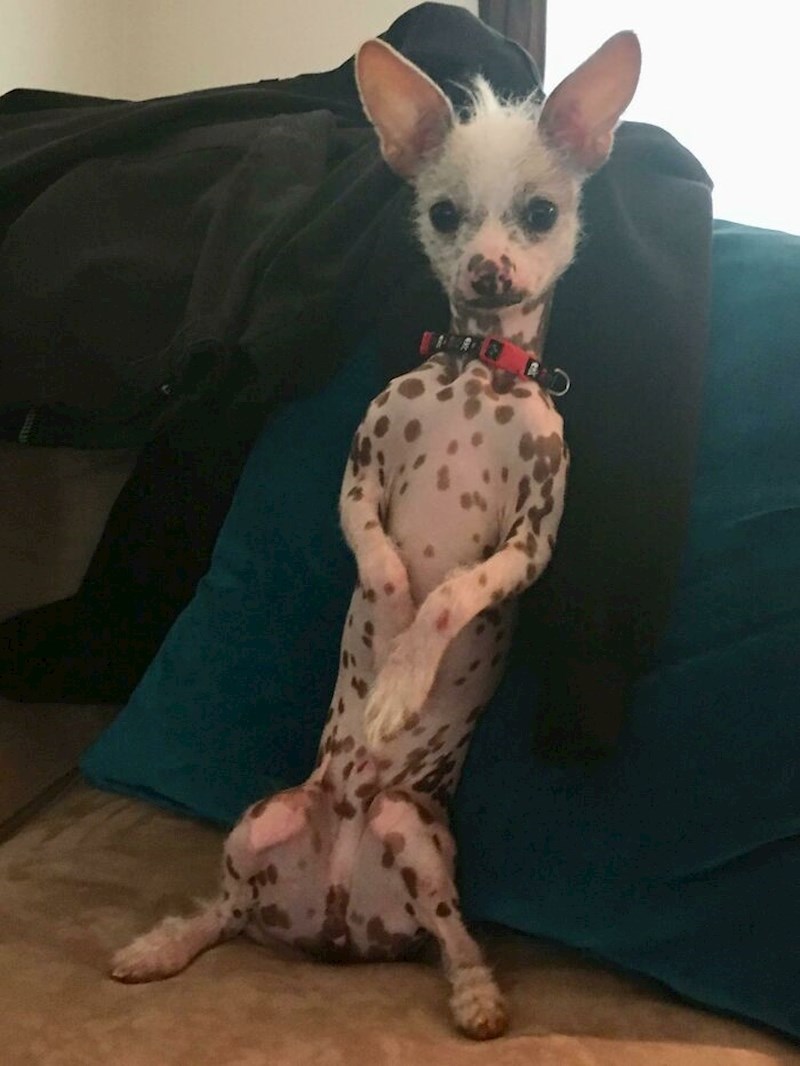 23. "Voli se praviti da je čovjek i ovako sjediti."