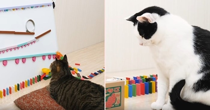 VIDEO Pogledajte kako se mačke snalaze u igri s domino kockama