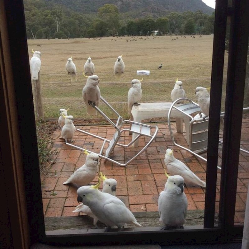 7. Jato papiga pred nečijim kućnim pragom