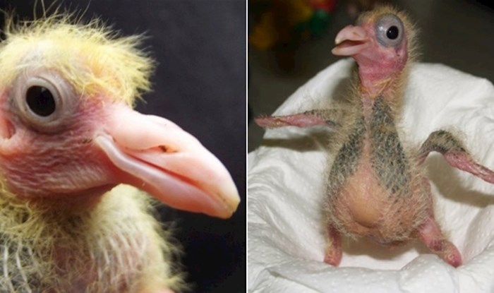 Jeste li se ikad zapitali kako izgledaju bebe golubova? Ove 22 fotke razriješit će vam taj misterij