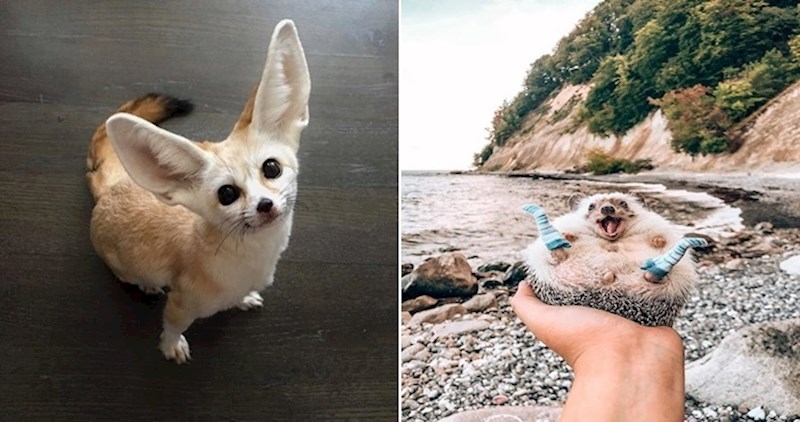 14 fotki zbog kojih ćete na trenutak zaboraviti na sve probleme