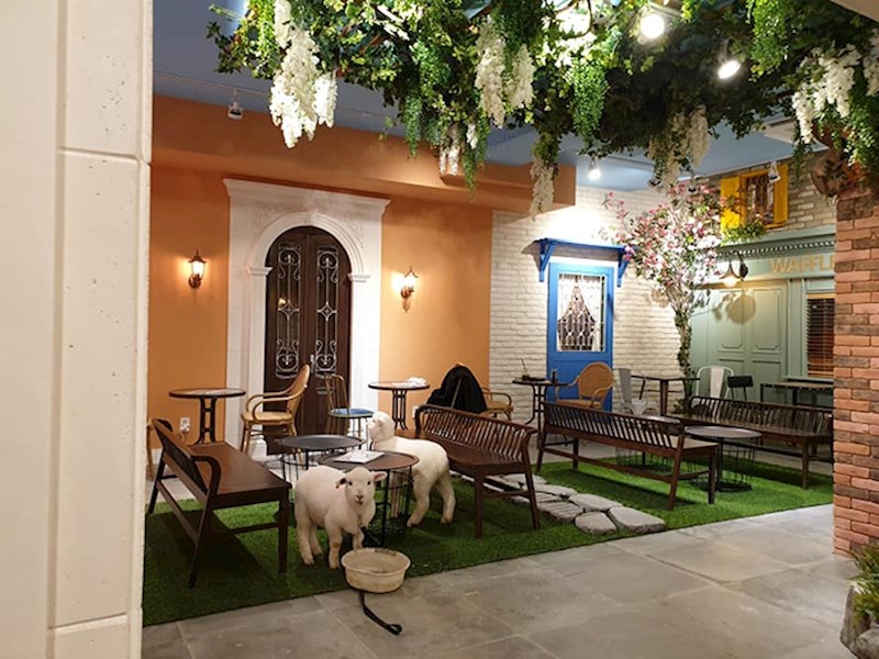 Ova dva preslatka janjca koja žive u kafiću zovu se William i Bentley i oni sasvim sigurno neće završiti na ražnju. :)