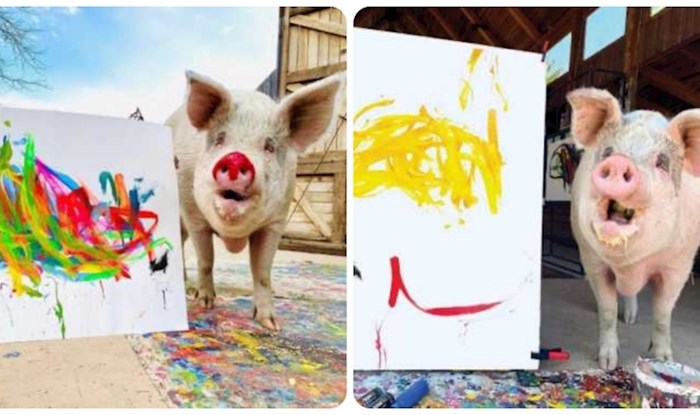 Svinja Pigcasso njuškom stvara genijalne slike, jedna je nedavno prodana za 23 tisuće dolara