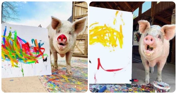Svinja Pigcasso njuškom stvara genijalne slike, jedna je nedavno prodana za 23 tisuće dolara