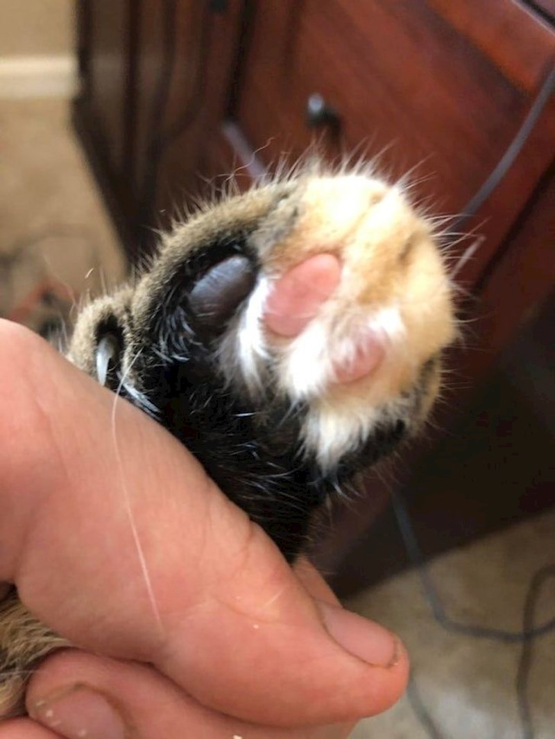 3. Ima različite boje jastučića na šapama!