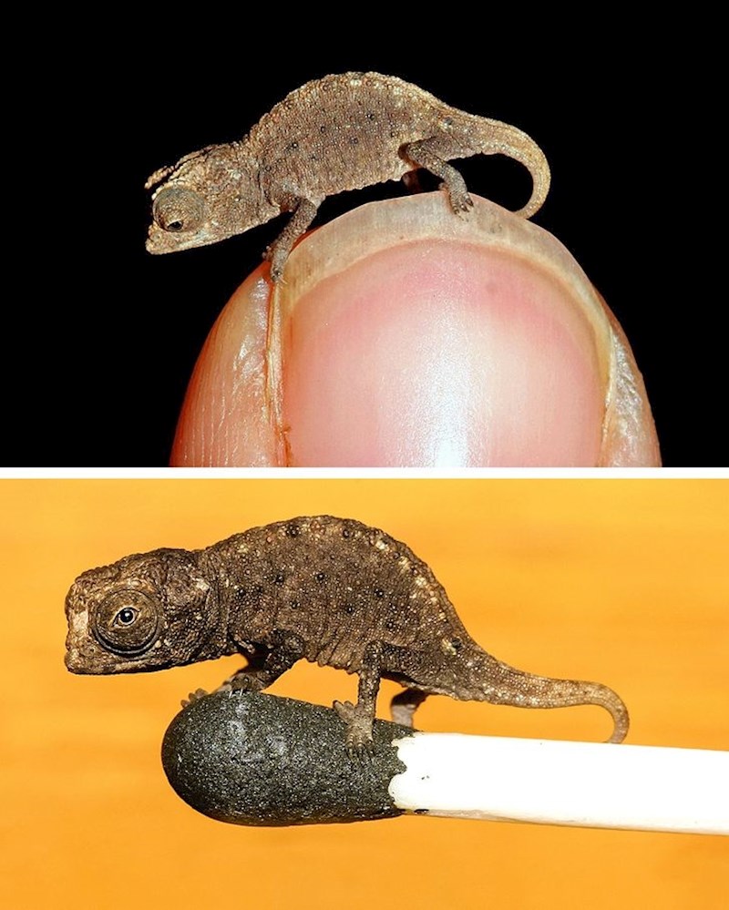 5. Sićušni gušter