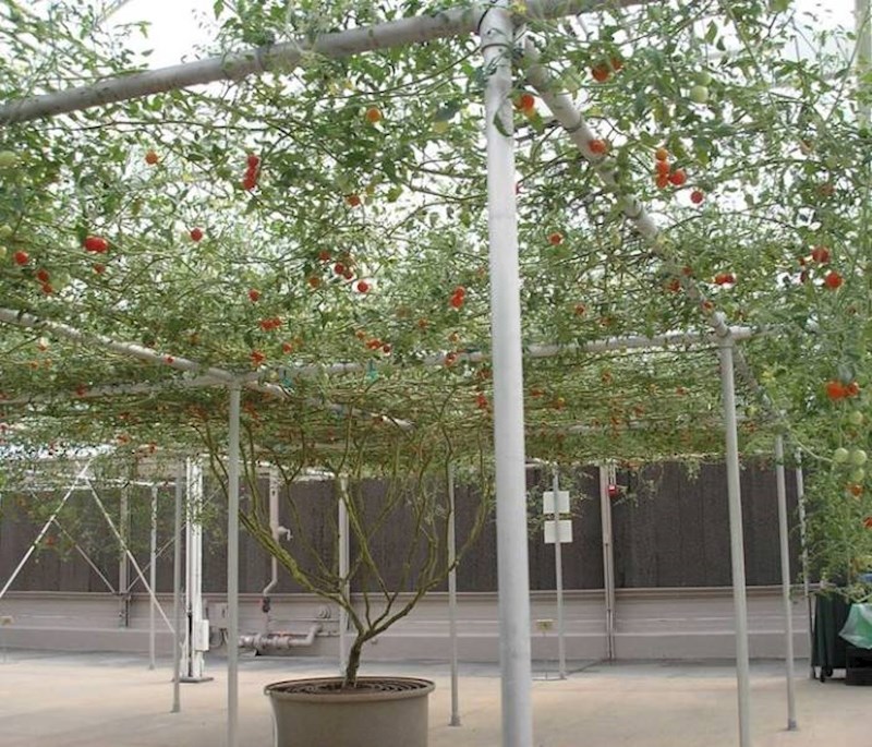 9. Sve je ovo jedna biljka!😳