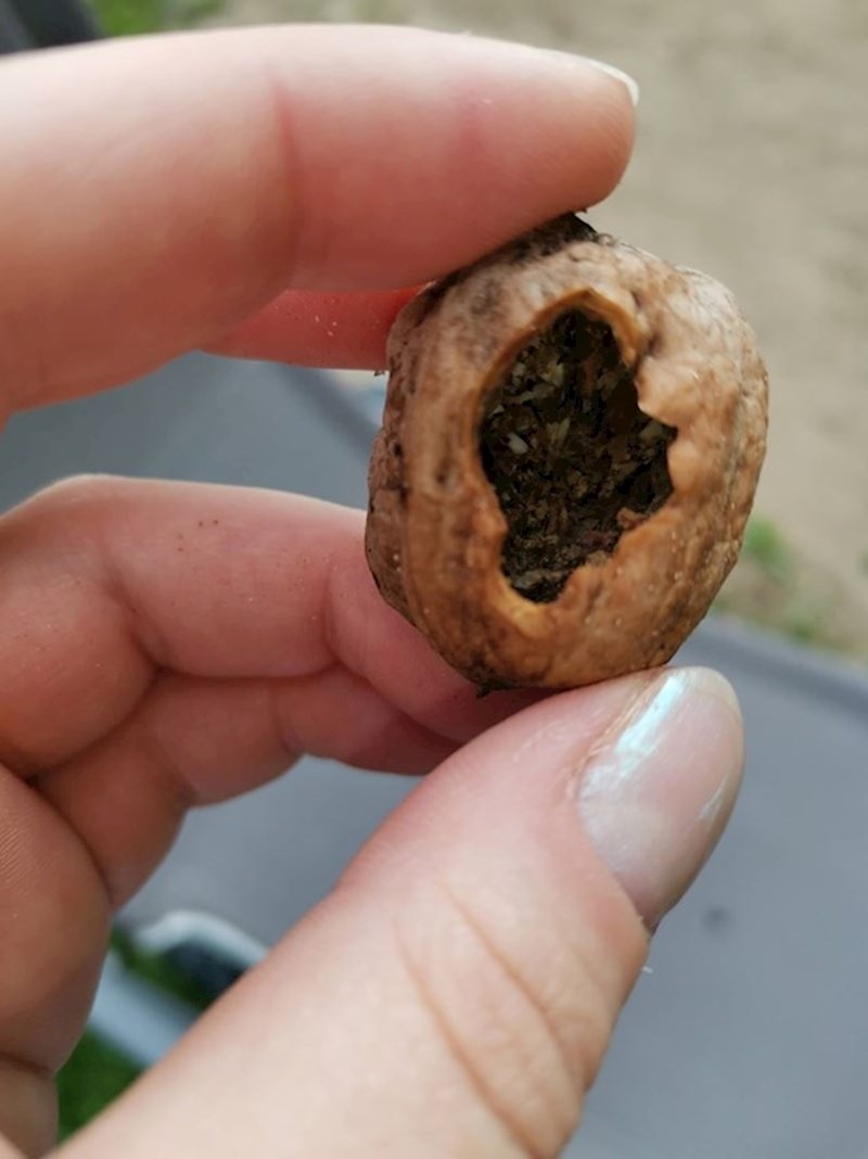 4. Ovako djetlić jede orah