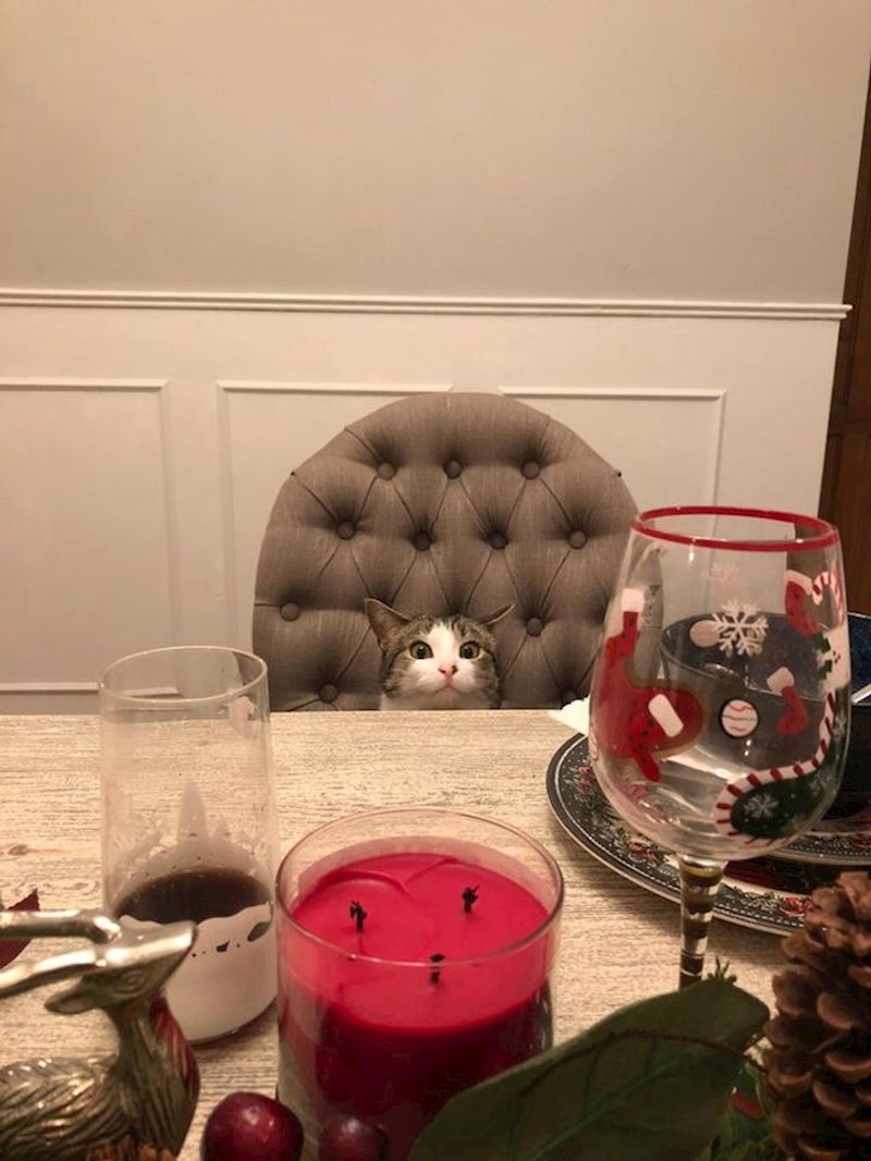 4. Strpljivo čeka svoju večeru.