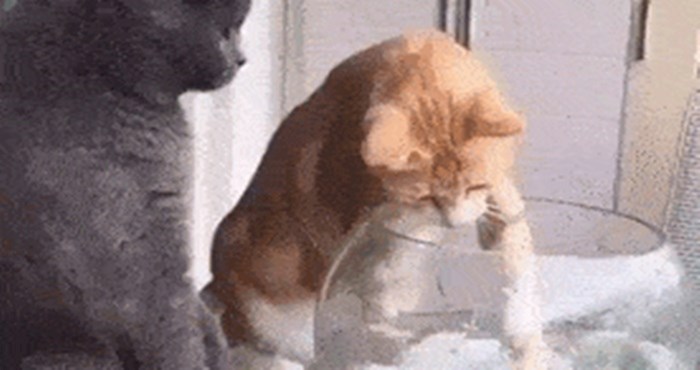 Dok jedna mačka pokušava uhvatiti ribicu, druga radi nešto sasvim netipično za mačku