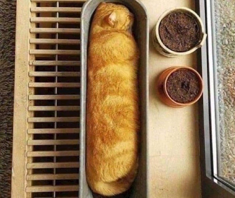 Baquette ili mačka?