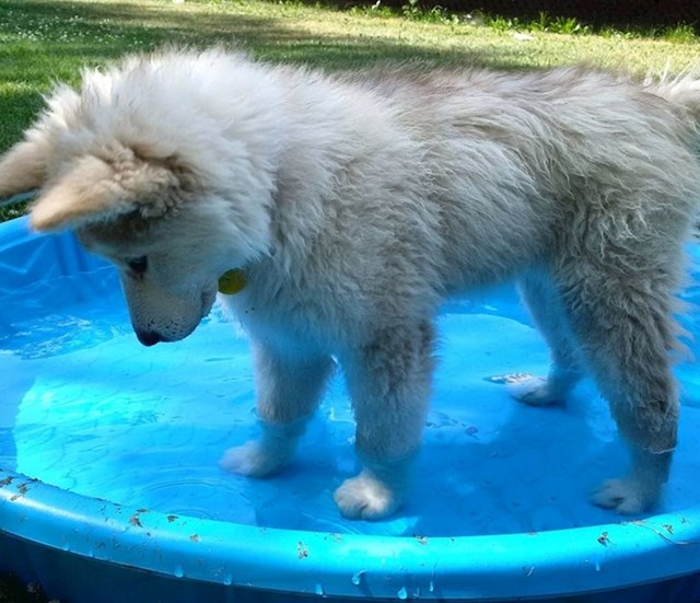 Psić se prvi puta okupao u bazenu.