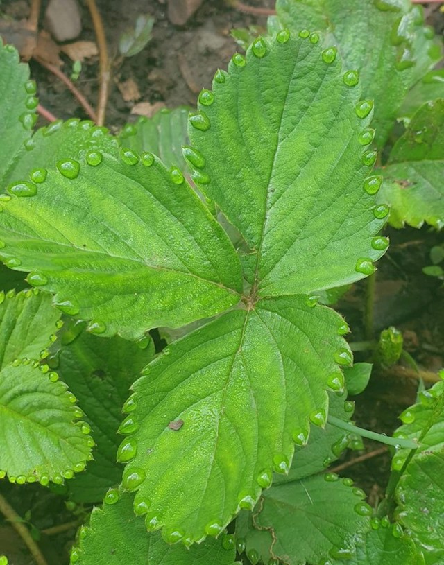 Rosa na listovima se savršeno rasporedila