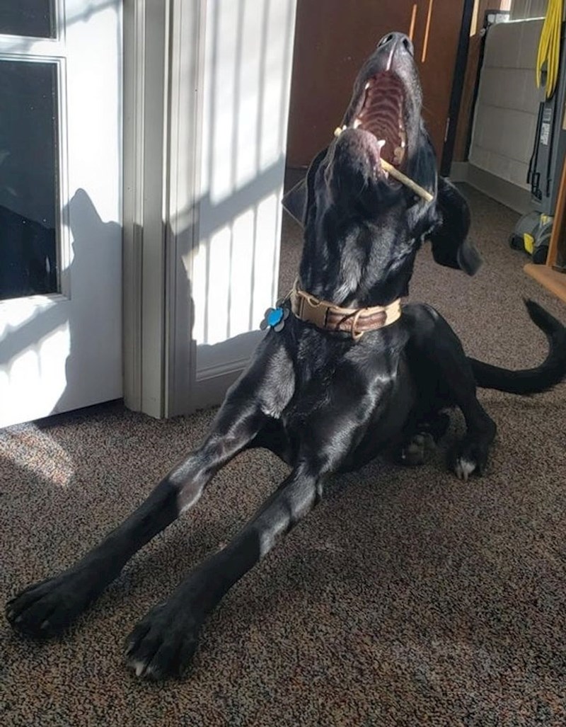 3. Pas s poslasticom je definicija sreće!