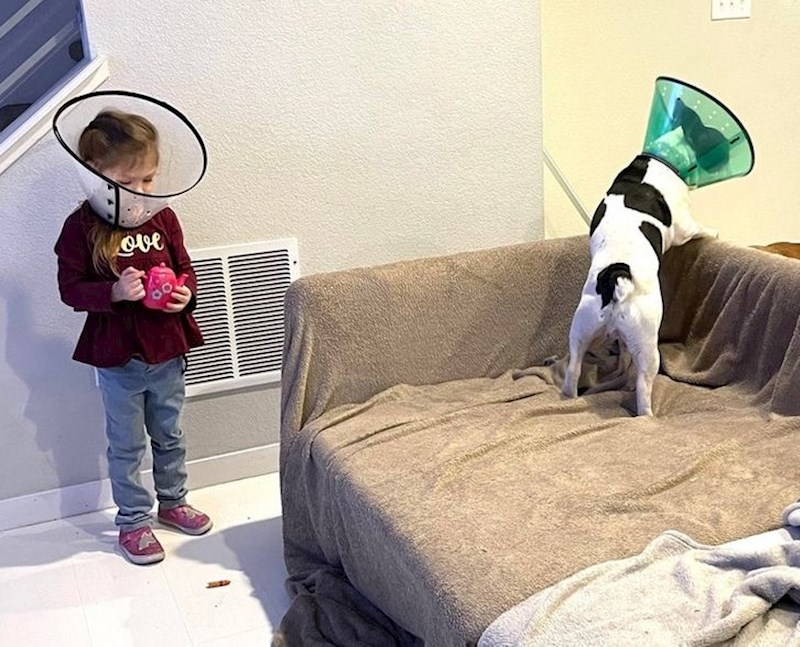 15. "Plakao je sve dok mu nismo nabavili isti ovratnik kao i psu."