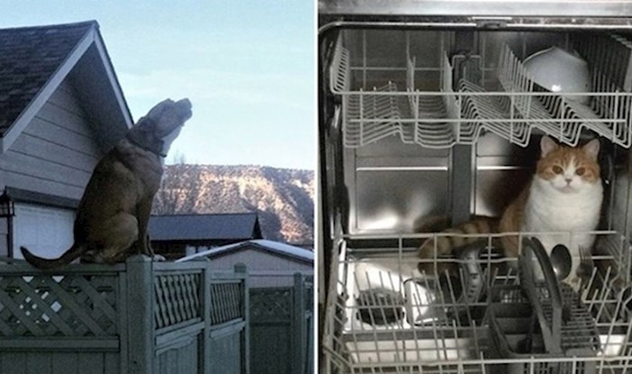 20 fotki na kojima se vidi da životinje imaju neku svoju vrstu logike