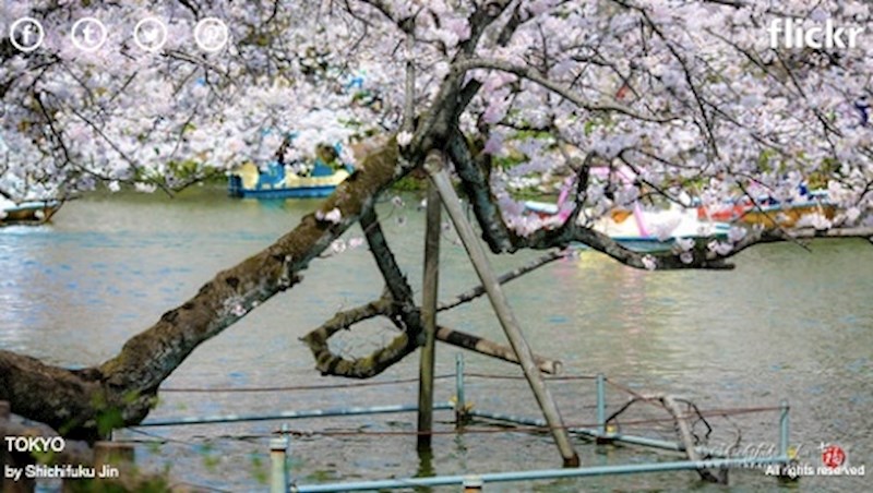 10. Japanci poštuju i doslovno podupiru stara stabla