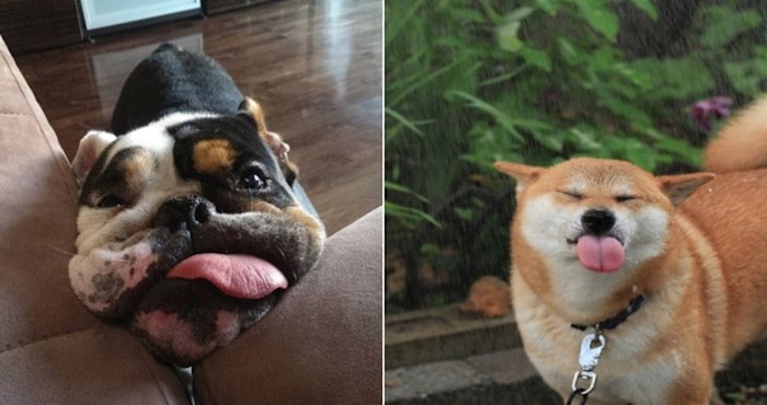 22 fotke pasa koji su isplazili jezik i osvojili naša srca