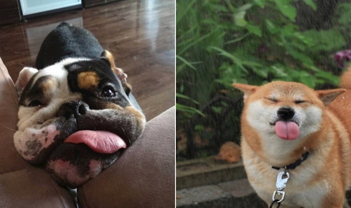 22 fotke pasa koji su isplazili jezik i osvojili naša srca